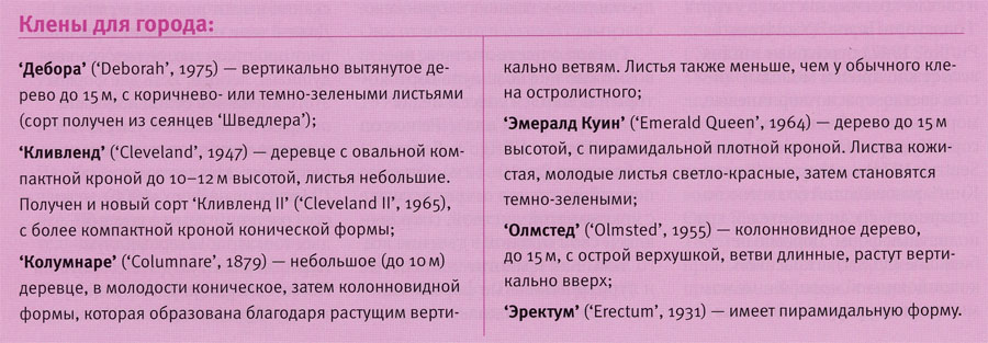 ОСТРОЛИСТНЫЕ КЛЕНЫ
