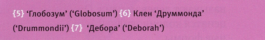 ОСТРОЛИСТНЫЕ КЛЕНЫ