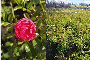 Розы: устойчивые ландшафтные сорта для массивов.