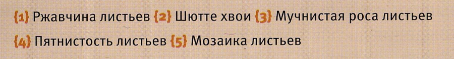 «ТИПЫ БОЛЕЗНЕЙ ДРЕВЕСНЫХ РАСТЕНИЙ»