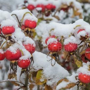 Роза ругоза в "Питомнике Савватеевых", первый снег