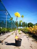 Рододендрон листопадный (Азалия крупноцветковая) "Аннек" – фото 3