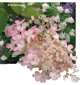 Гортензия метельчатая - краса осеннего сада