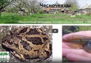 Видео доклада "Амфибии и рептилии в саду" (семинар "Параллельный мир нашего сада")