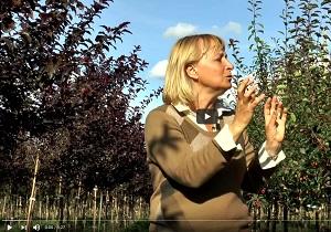 Фильм о декоративных яблонях из нашей серии фильмов о растениях, выращиваемых в питомнике