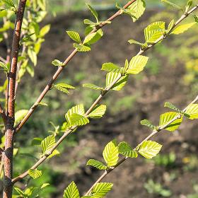 Береза черная (Betula nigra)