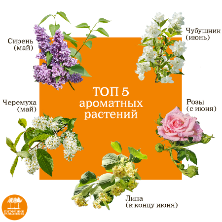 ТОП-5 ароматных растений