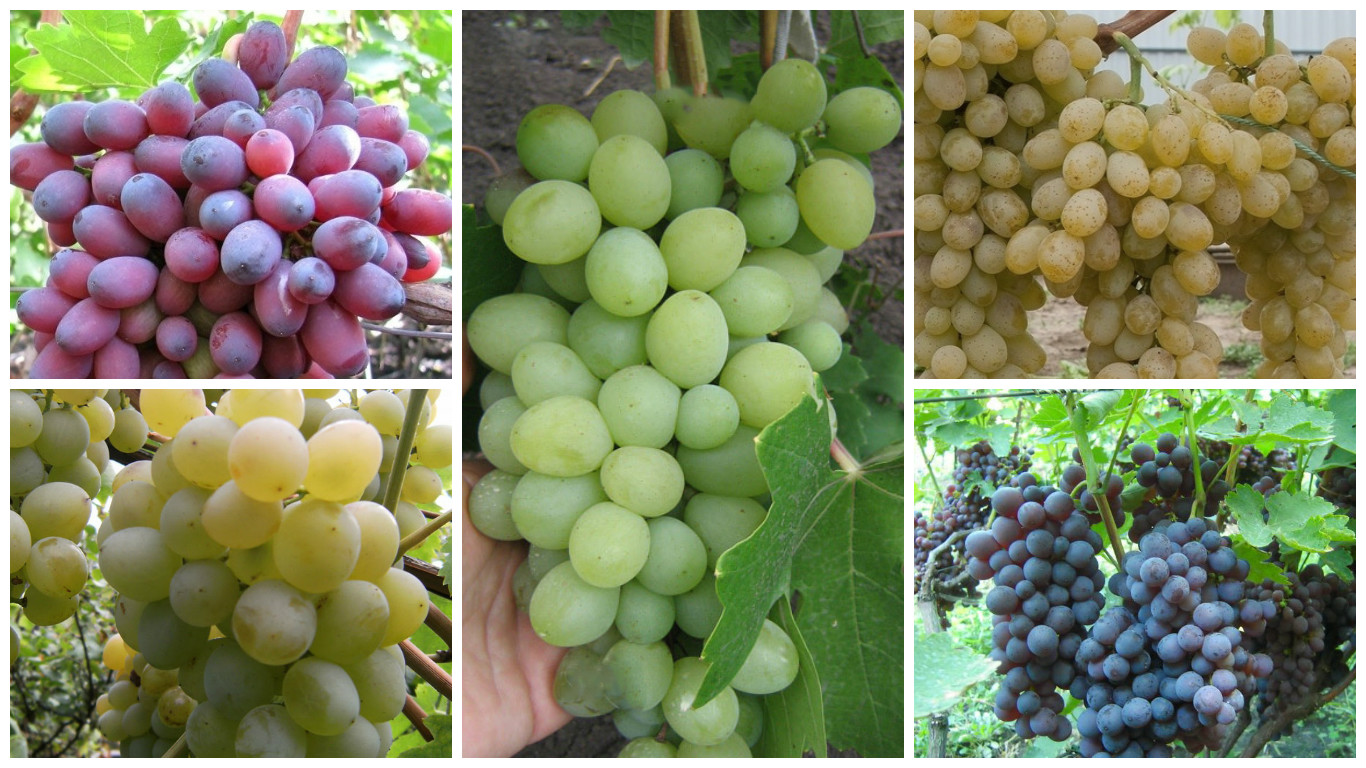Весной в Подмосковном отделении в продаже появятся сорта плодового винограда