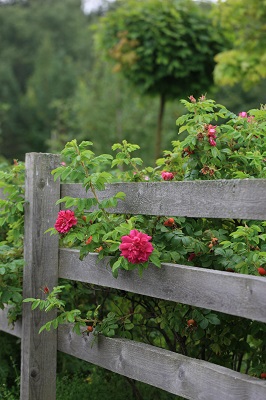 Более 10 сортов розы ругозы - уникальное предложение этого сезона!