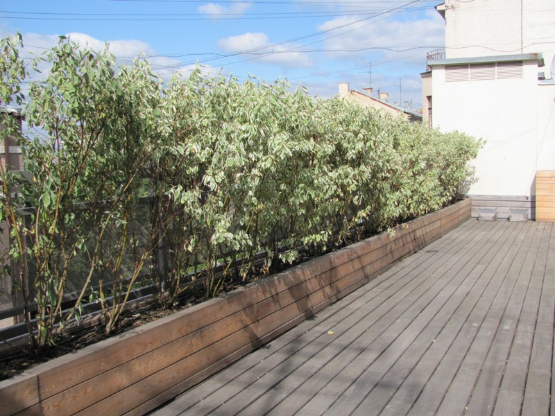 Дерен белый «Элегантиссима» незаменим для городского озеленения. Мы использовали его для озеленения балкона в центре Москвы.