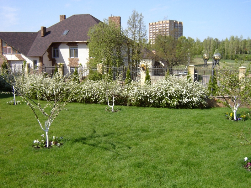 Спирея серая «Грефшейм» очень хороша в мае, вторит своим цветением яблоням и вишням. Белое в саду это всегда так красиво…