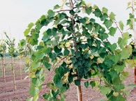 Липа монгольская (Tilia mongolica)