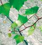 Липа монгольская (Tilia mongolica)