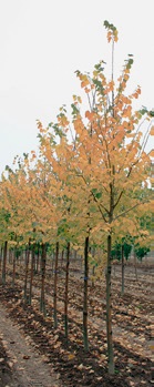 Липа крымская (Tilia × euchlora)