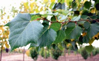 Липа крымская (Tilia × euchlora)