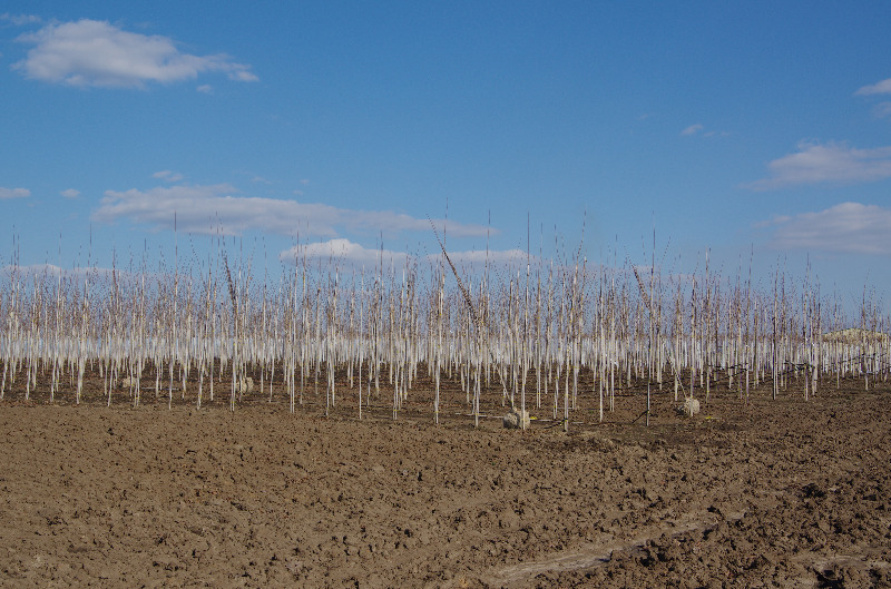 Первые деревья из Тульского питомника готовы к отправке