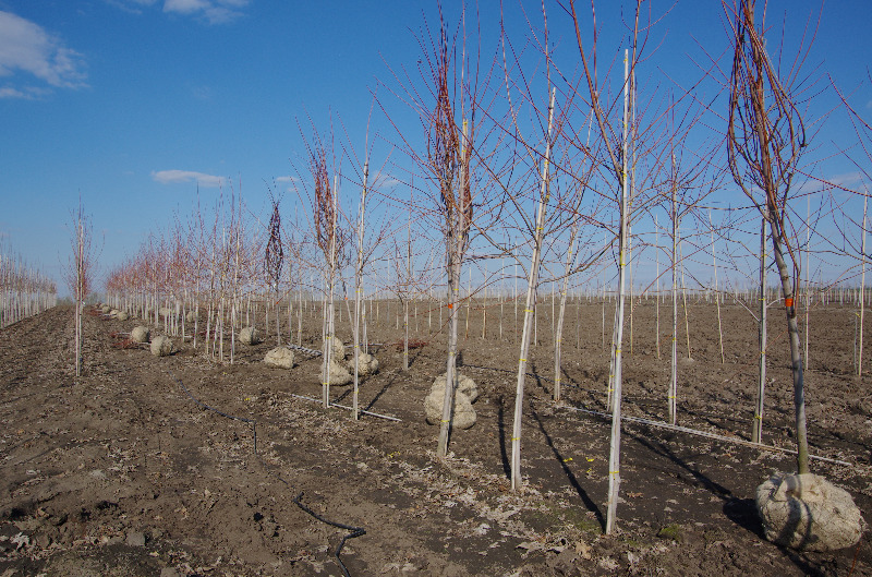 Первые деревья из Тульского  питомника  готовы к отправке