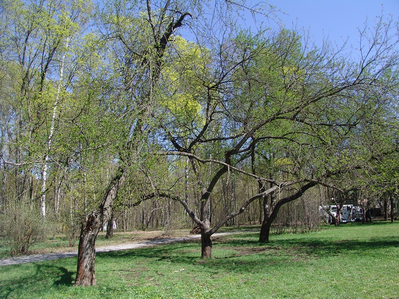Деревья в парке «Сокольники»