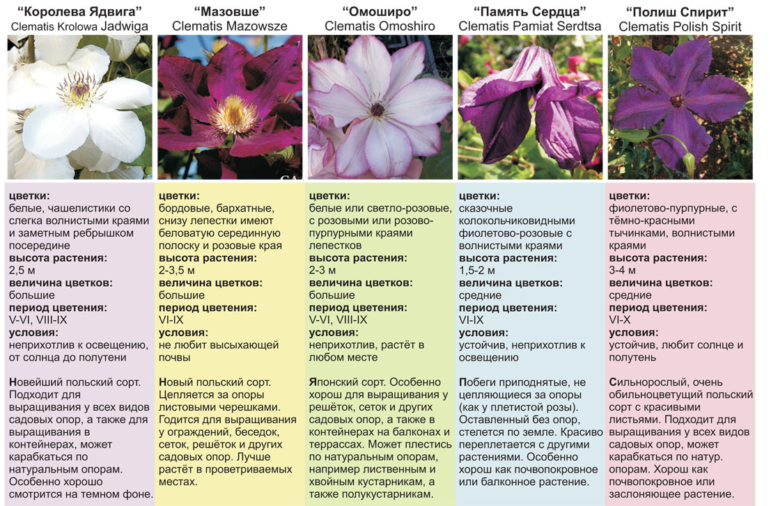 купить клематисы питомник растений савватеевых
