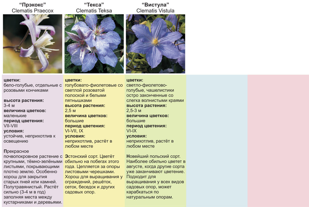 купить клематисы питомник растений савватеевых