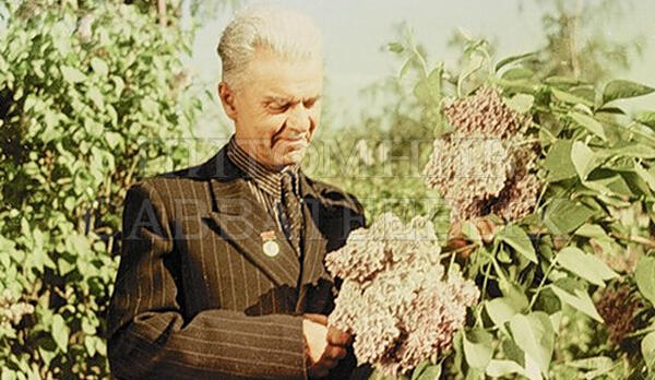Леонид Алексеевич Колесников и его сиреневый сад