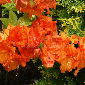 Рододендрон "Гибралтар" (Rhododendron 'Gibraltar')