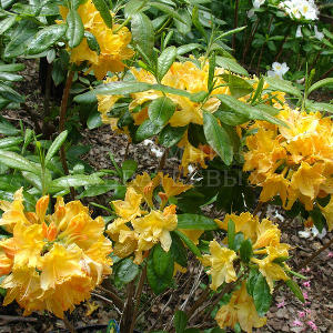 Рододендрон "Голден Лайтс" (Rhododendron 'Golden Lights')