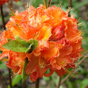 Рододендрон "Мандарин Лайтс" (Rhododendron 'Мandarin Lights')