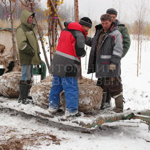 День открытых дверей в Питомнике Савватеевых 15-16 ноября