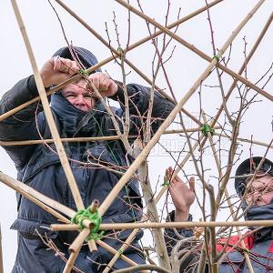 Делаем формованные растения в Тульском отделении "Питомника Савватеевых" 28 марта 2017г.