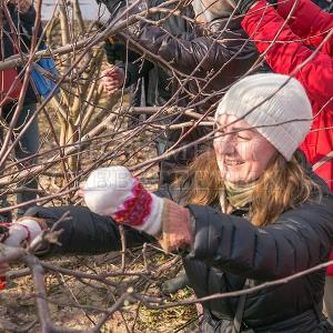 Семинар по обрезке декоративных деревьев 2 апреля 2017г.