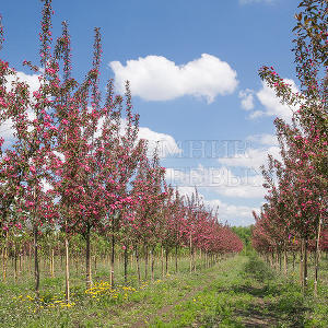 В Тульском отделении "Питомника Савватеевых" цветут декоративные яблони