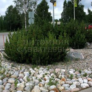 Pinus mugo как акцент на каменной отсыпке в озеленении автозаправки, Финляндия, Туликиви. 
Фото Н. Мельниковой