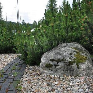 Pinus mugo в озеленении автозаправки, Финляндия, Туликиви. 
Фото Н. Мельниковой
