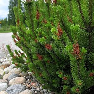Pinus mugo, Финляндия.
Фото Н. Мельниковой