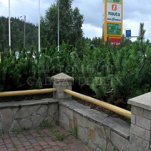 Сосна горная в озеленении автозаправки, Финляндия, Туликиви. 
Фото Н. Мельниковой