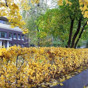 Фрагмент бордюра из кизильника блестящего в тени. Молодые посадки.
Москва, Красная Пресня, фото Натальи Мельниковой