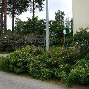 Роза морщинистая и роза сизая в озеленении г. Кухмо (Финляндия).
Фото Натальи Мельниковой
