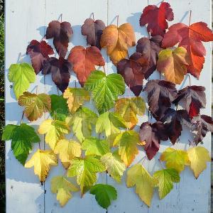Листья разных сортов пузыреплодника в октябре.
Фото Натальи Мельниковой