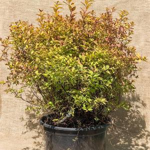 Spiraea japonica 'Firelight' в Подмосковном отделении
