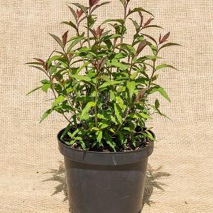 Spiraea japonica 'Anthony Waterer' в Подмосковном отделении