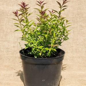 Spiraea japonica 'Genpei' в Подмосковном отделении