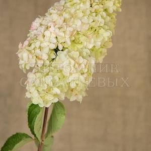 Hydrangea paniculata `Fraise Melba' в начале цветения