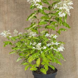 Hydrangea paniculata 'Perle d'automne Blanc'