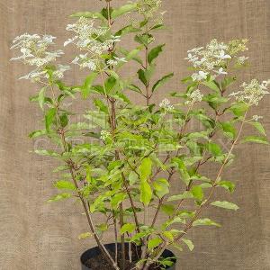 Hydrangea paniculata 'Magical Starlight'