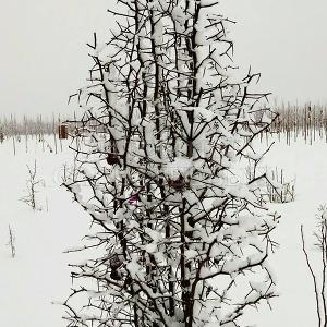 Боярышник Арнольда в Тульском отделении