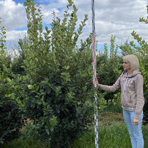 Боярышник сливолистный: потенциал, проверенный годами!