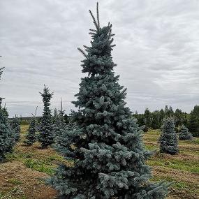 Планируем выкопку хвойных и приглашаем на отбор!