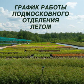 График работы Подмосковного отделения и садового центра летом