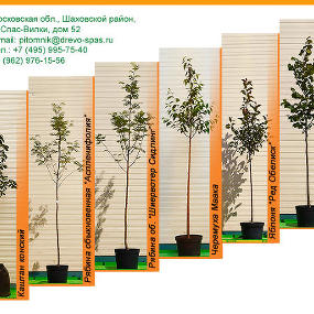 Новое поступление: декоративные деревья маленьких стандартов в Подмосковном отделении
